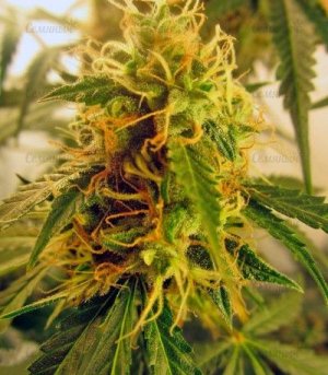 jack_herer_auto.jpg jack_herer_auto.jpg