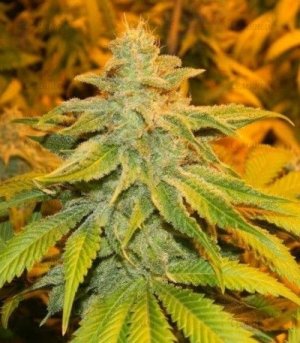 White_Widow.jpg White_Widow.jpg
