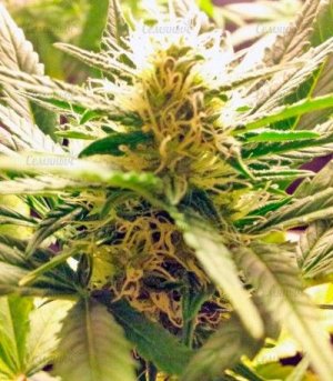 super_bud.jpg super_bud.jpg