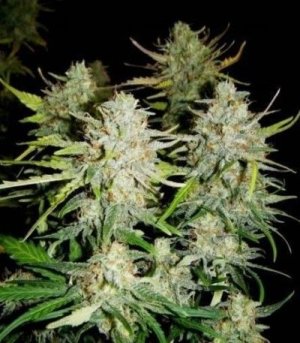 Super_Critical_Auto.jpg Super_Critical_Auto.jpg