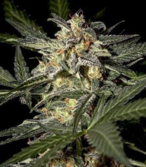 White_Widow_Auto.jpg White_Widow_Auto.jpg