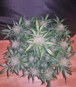 kings_kush_auto.jpg kings_kush_auto.jpg