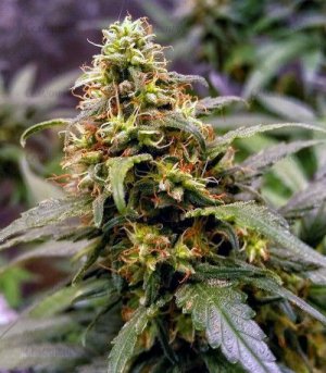 Gorilla-Glue-4.jpg Gorilla-Glue-4.jpg