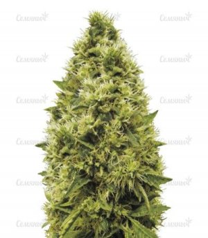 white_widow.jpg white_widow.jpg