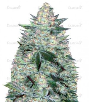 sort_Auto_White_Widow.jpg sort_Auto_White_Widow.jpg