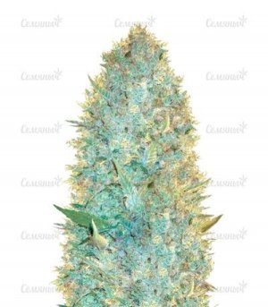 sort_OG_Kush.jpg