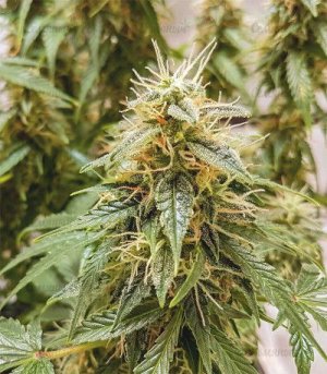 Auto-OG-Kush.jpg Auto-OG-Kush.jpg