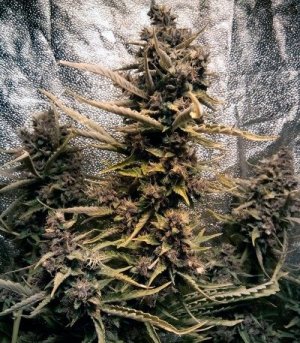 Aut_Blackberry_Kush.jpg Aut_Blackberry_Kush.jpg