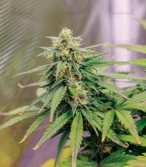 Lemon-Zkittle.jpg Lemon-Zkittle.jpg
