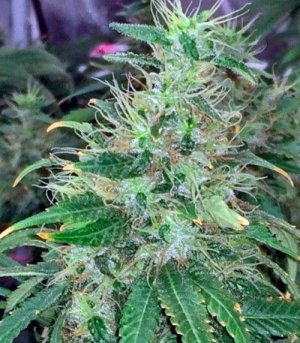 00_Kush_marihuana.jpg 00_Kush_marihuana.jpg