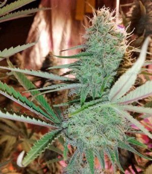 Cookies-Haze.jpg Cookies-Haze.jpg