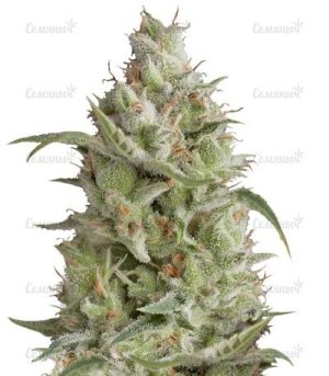 sort_Sumos_OG.jpg sort_Sumos_OG.jpg