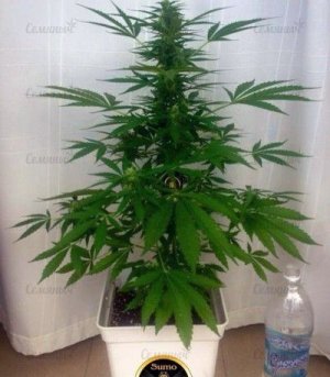 Zombie_Haze_Auto.jpg Zombie_Haze_Auto.jpg
