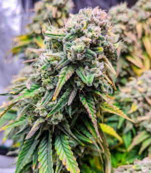 Fat-Banana-sort-kannabisa__25ph5rzfyMyBQ2gc.jpg Fat-Banana-sort-kannabisa__25ph5rzfyMyBQ2gc.jpg