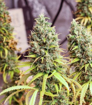 Shogun-kust-marihuana__pvmdbx9AkdGqGNGY.jpg