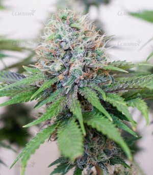 Ice-Cream-Ghost-Train-fem-marihuana__O15Z437ANZbXzNSH.jpg Ice-Cream-Ghost-Train-fem-marihuana__O15Z437ANZbXzNSH.jpg