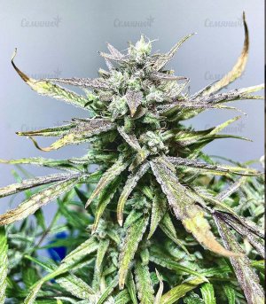 Punch-Gelato-33-Auto-fem-konoplya__m5EpsijyEGQbKiy9.jpg Punch-Gelato-33-Auto-fem-konoplya__m5EpsijyEGQbKiy9.jpg