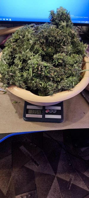 5460728528485083827.jpg