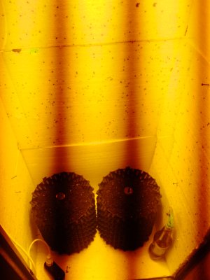 IMG_20250111_110616_178.jpg