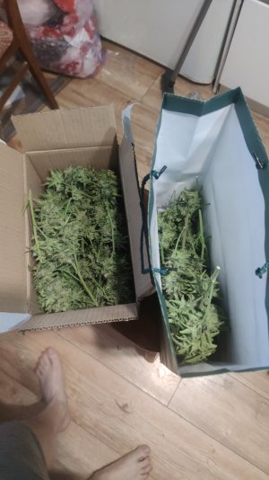 IMG-20250119-WA0002.jpeg