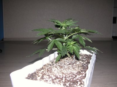 DSCN4195.JPG