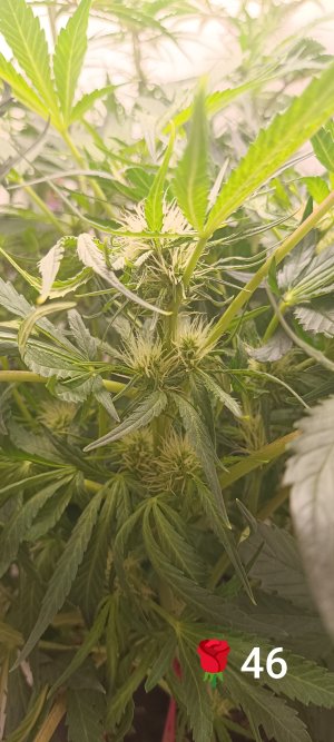 IMG_20250307_131810.jpg