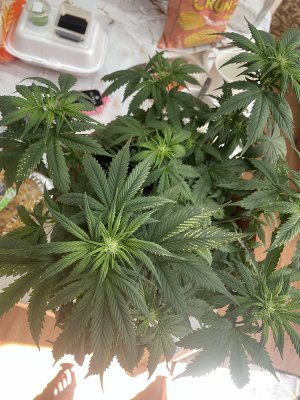 IMG_1964.jpeg