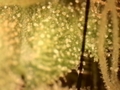 1743327336449.JPG