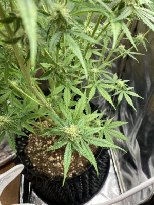 IMG_2079.jpeg
