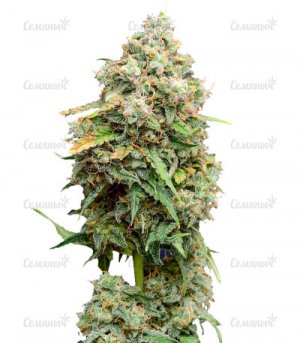 sort-Crime-Caramel-Auto-fem__g3lgBHo00HxhYpPw.jpg