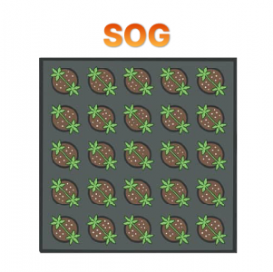 SOG.png