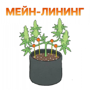 Mejn-lining.png