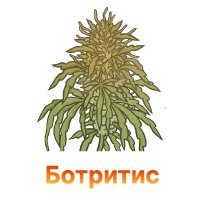 Botritis -100.jpg
