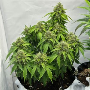 IMG_9711.jpeg