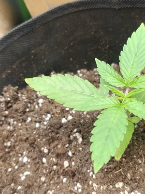 IMG_20250512_182633.jpg