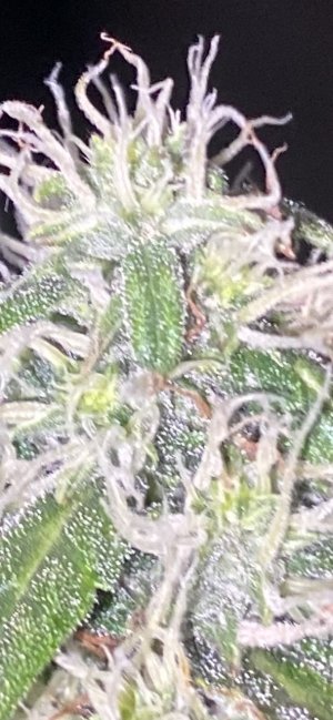 IMG_2108.jpeg