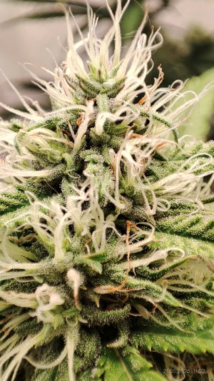 IMG_20250521_110431.jpg