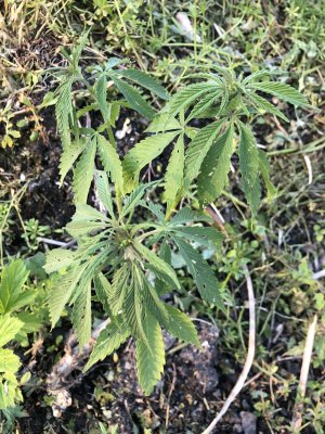 IMG_3283.jpeg