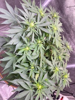 IMG_2104.jpeg