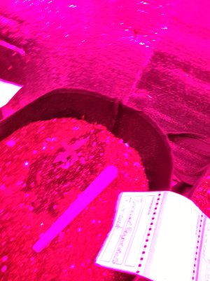 IMG_20250530_193816.jpg