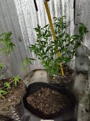 IMG_20250607_105810.jpg