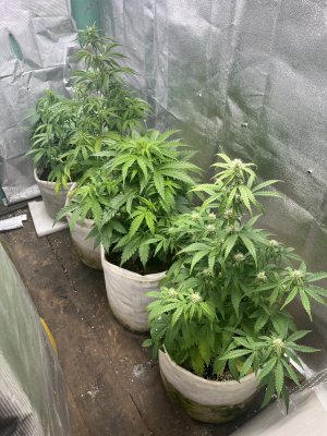 IMG_3063.jpeg