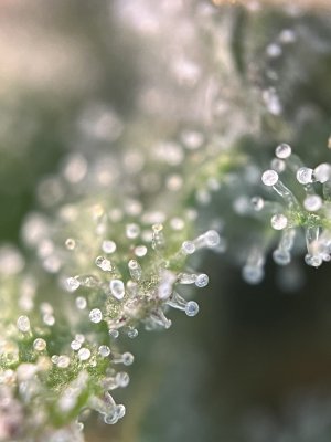 IMG_5481.jpeg