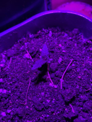 IMG_6395.jpeg
