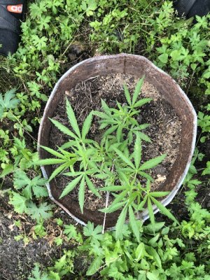 IMG_3722.jpeg