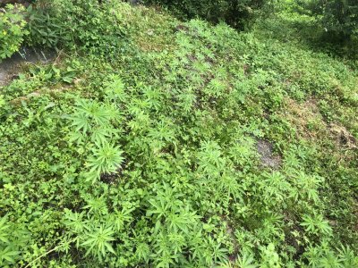 IMG_3721.jpeg