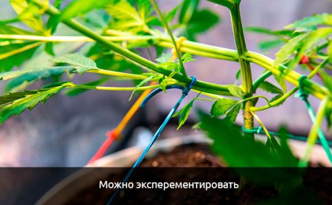 Mozhno-eksperementirovat__uW9TDedntU7Qv39A.jpg