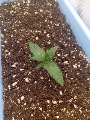 7 дн (2).jpg