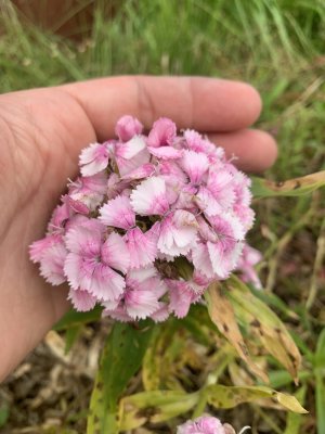 IMG_7648.jpeg