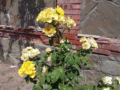 IMG_20250712_115339.jpg